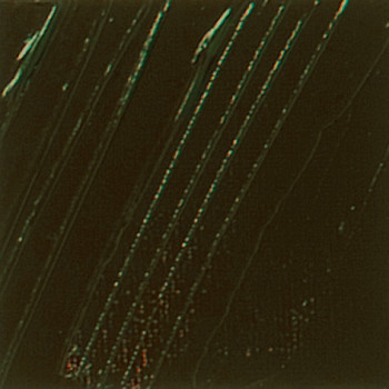 Olejová barva Pébéo XL 200ml – 29 raw umber