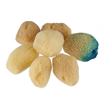 Mořská houba malá