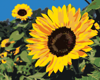 Malování podle čísel – slunečnice 40x50cm – vyberte variantu