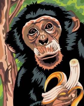 Malování podle čísel – opička s banánem 40x50cm – vyberte variantu