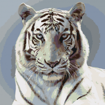 Malování podle čísel – stříbrný tygr 50x50cm
