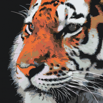 Malování podle čísel – tygr 50x50cm – vyberte variantu
