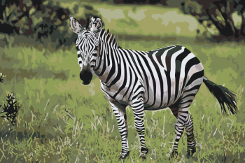 Malování podle čísel – zebra 40x60cm