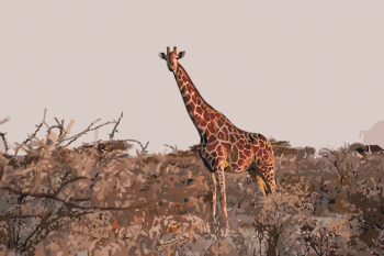 Malování podle čísel – žirafa v přírodě 40x60cm – vyberte variantu