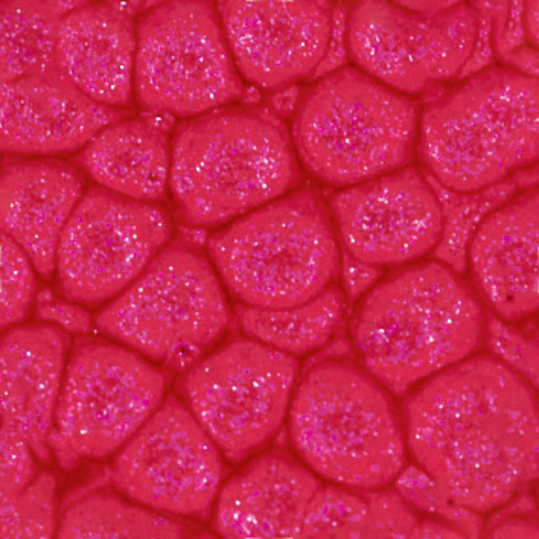 Barva Pébéo Fantasy Prisme 45ml – 13 English red