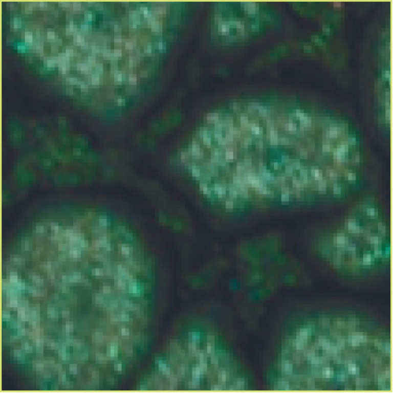 Barva Pébéo Fantasy Prisme 45ml – 29 Leaf