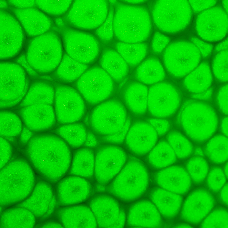 Barva Pébéo Fantasy Prisme 45ml – 63 Fluorescent green