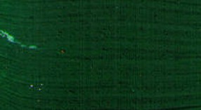 Restaurátorská barva Renesans 20ml – 15 Green lake