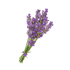 Vůně do svíček 10ml – 10 Levandule