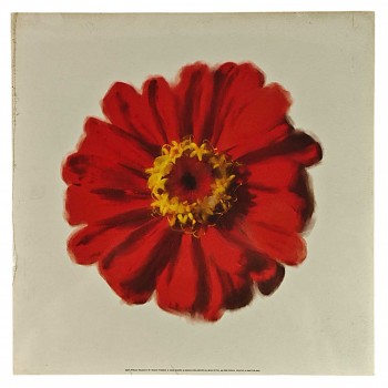 Obraz reprodukce 30x30cm – Petales Rouges II