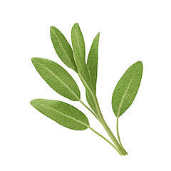 Vůně do svíček 10ml – 14 Šalvěj