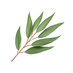 Vůně do svíček 10ml – 29 Eukalyptus