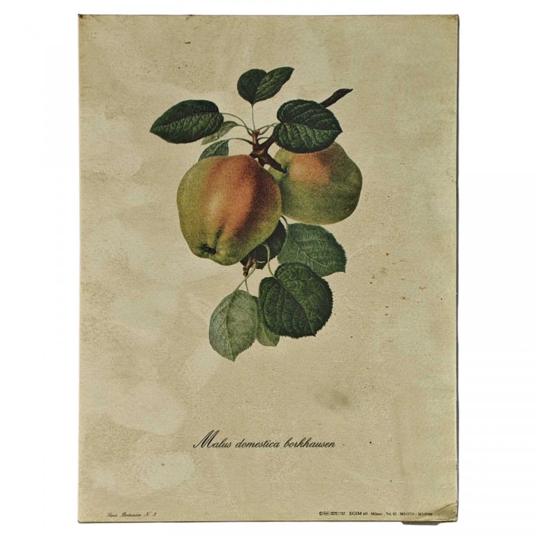 Obraz reprodukce 18x24cm – Malus Domestica Borkhausen