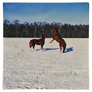 Obraz reprodukce 28x28cm – Horses