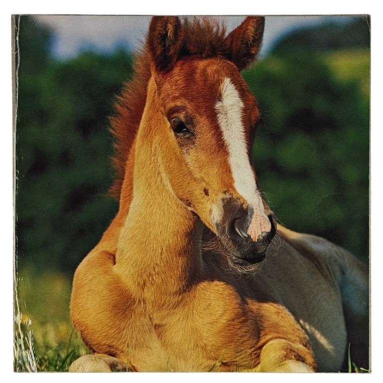 Obraz reprodukce 28x28cm – Horse