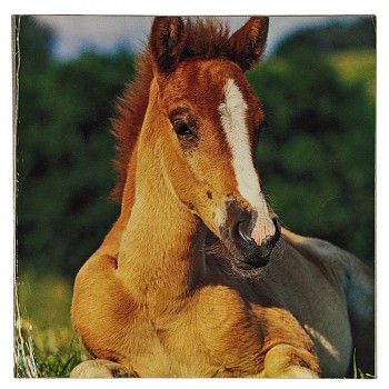Obraz reprodukce 28x28cm – Horse