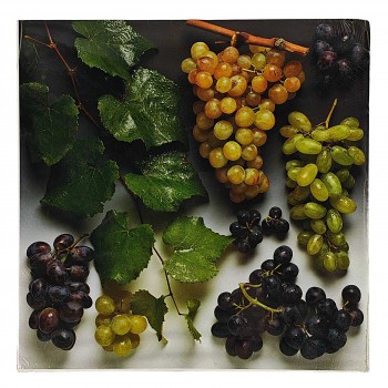 Obraz reprodukce 28x28cm – Wine