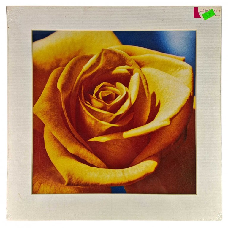 Obraz reprodukce 40x40cm – Rose