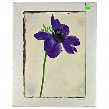 Obraz reprodukce 40x50cm – Blue Anemone