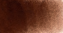 Burnt Umber