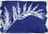 Cyanotype